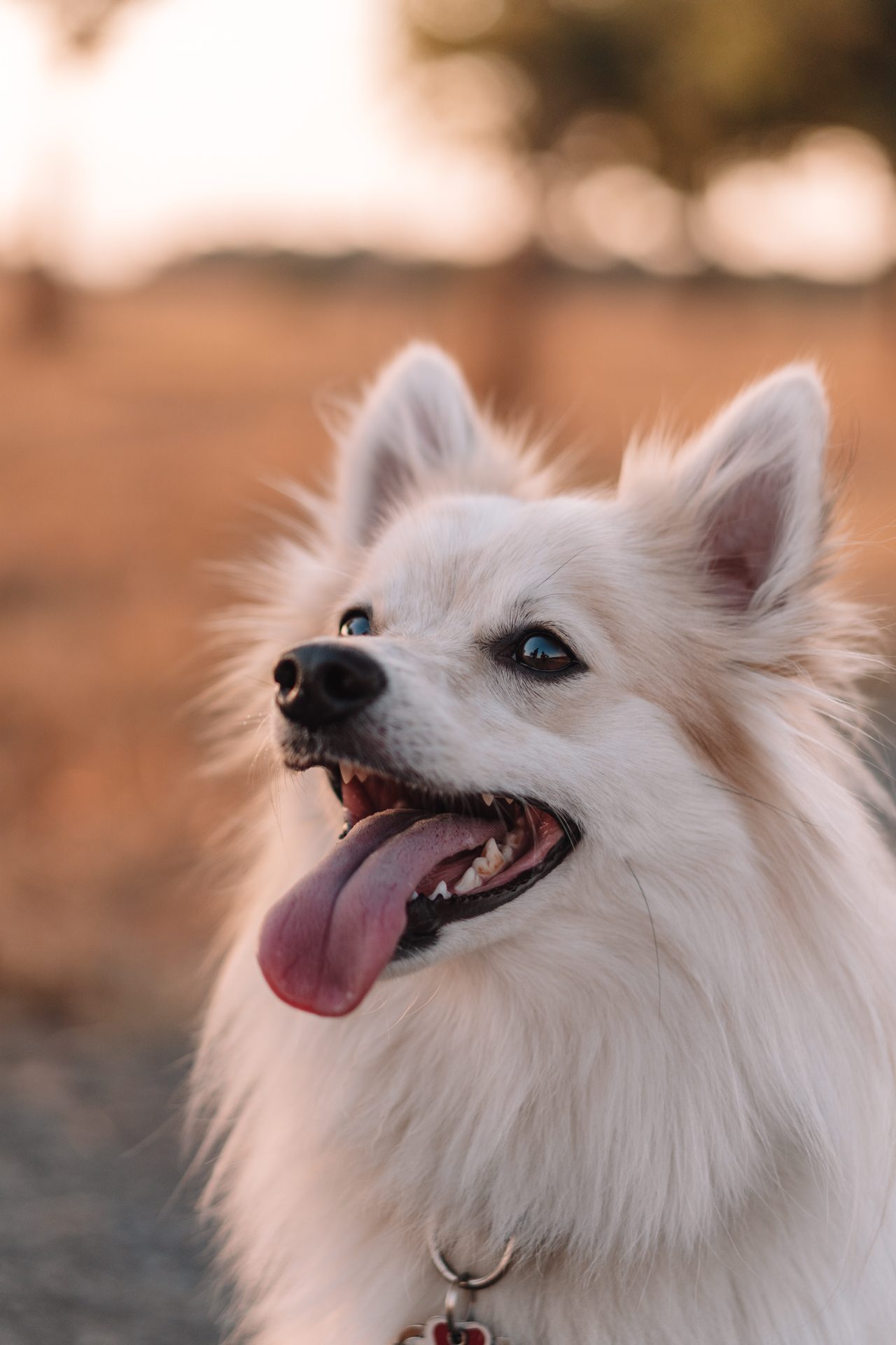 Tommy – der Hund von MiNi Photography